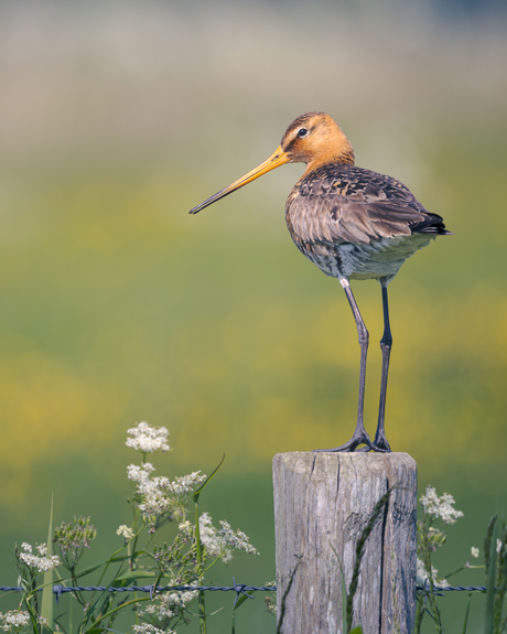 Onze nationale vogel de grutto is er weer!