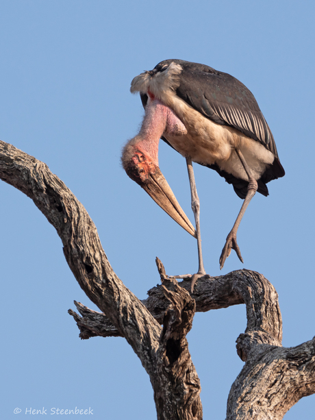 Stoere Afrikaanse Maraboe