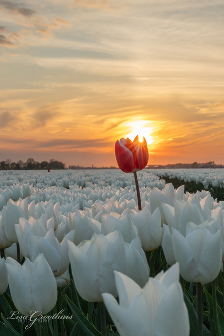 Zonsondergang boven het tulpenveld