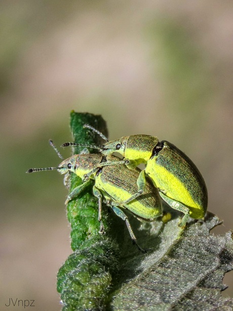 Groene Disteltorsnuitkevers 