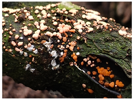 Nectria cinnabarina