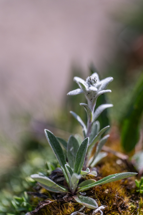 Edelweiss