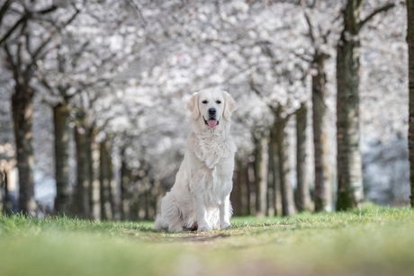 Sneeuwwitje tussen de bloesems 