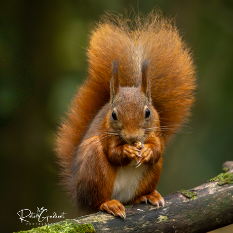 De lokale notenverzamelaar