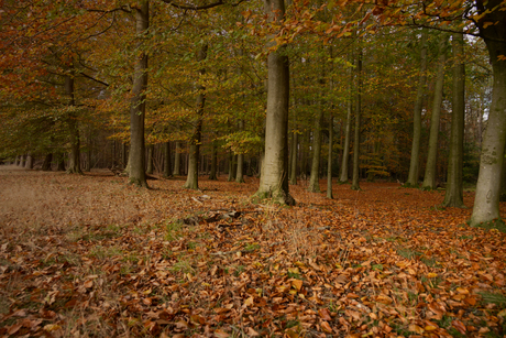 Ginkelse heide