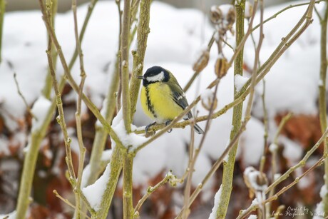 Koolmeesje in de Sneeuw❄️
