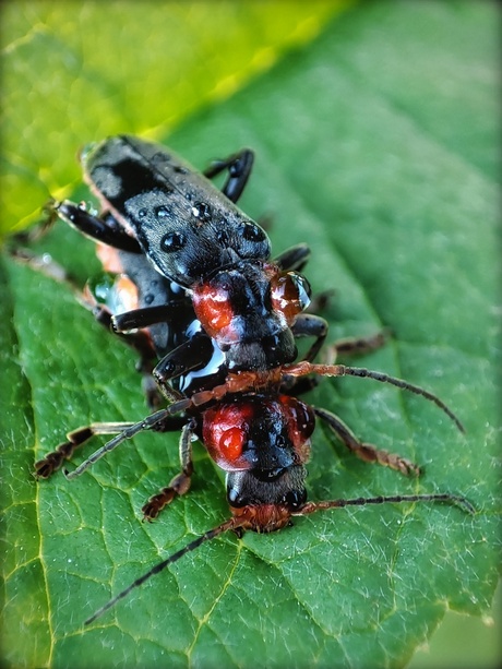 Parende soldaatjes in mijn vlinderstruik