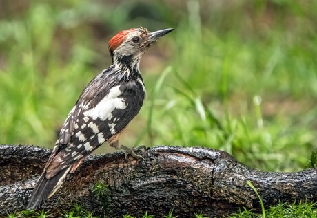 Rood toupetje