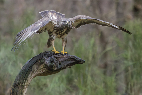 Buizerd