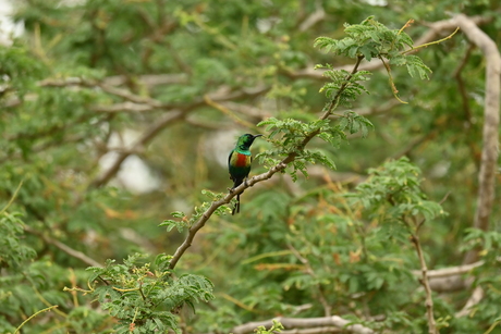Sunbird