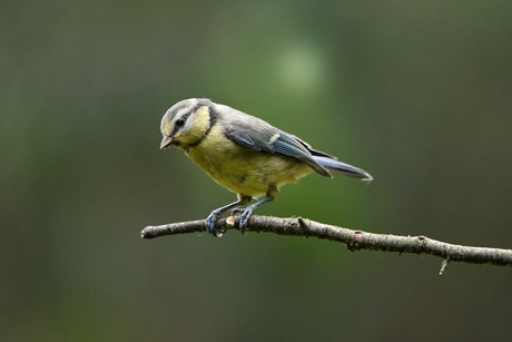 Pimpelmeesje 