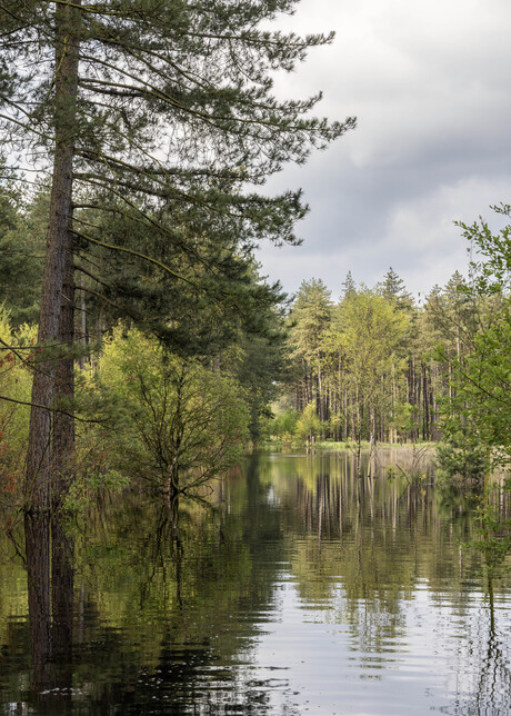 Kalmthoutse heide