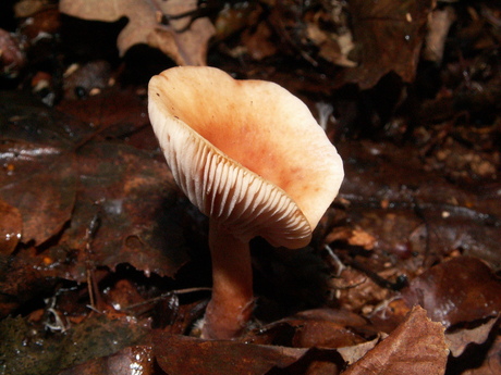 Mushrooms in beatifull lighting