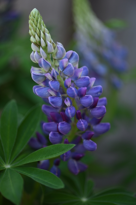 Vaste lupine