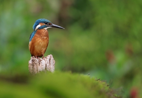 ijsvogel