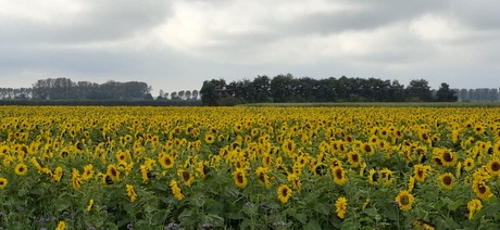 Zonnebloemveld 