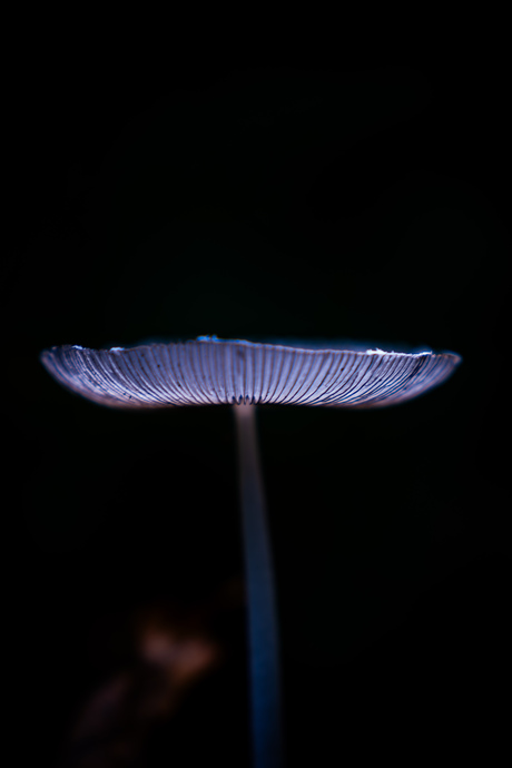 Glowing mushroom