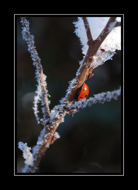 winterlieveheersbeestje