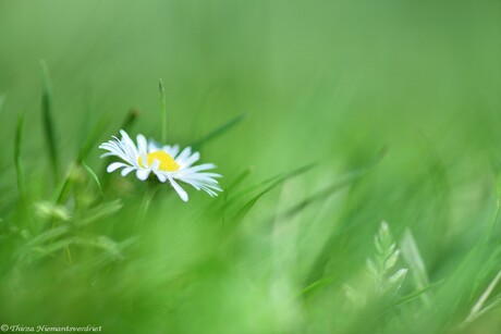 Daisy in Green