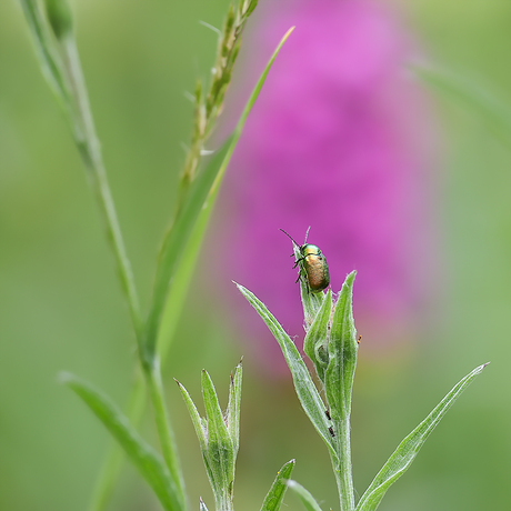 Cryptocephalus aureolus