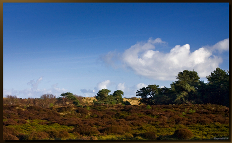 Landschap Schoorl