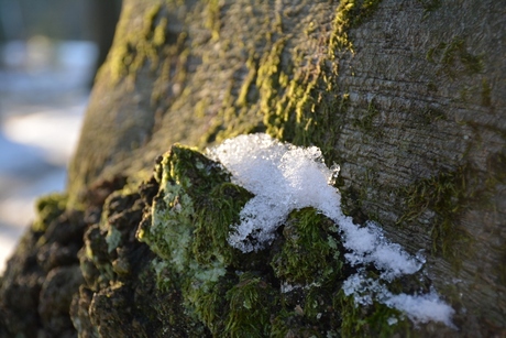 Sneeuw in Beetsterzwaag