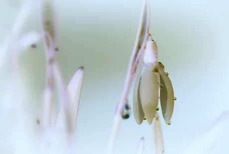 Snowdrops !!