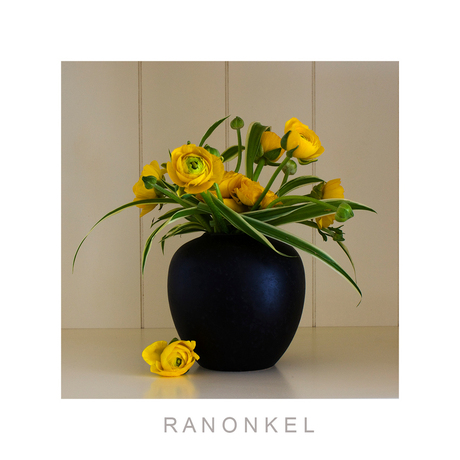 Ranonkel