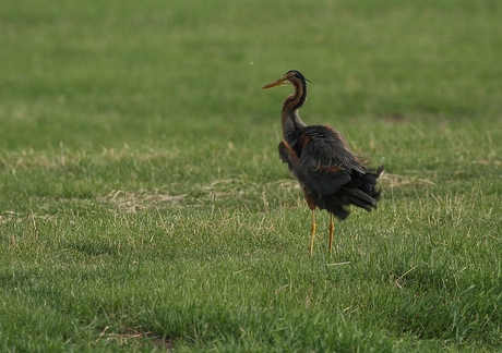 Purper Reiger