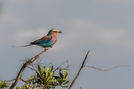 Lilac breasted roller