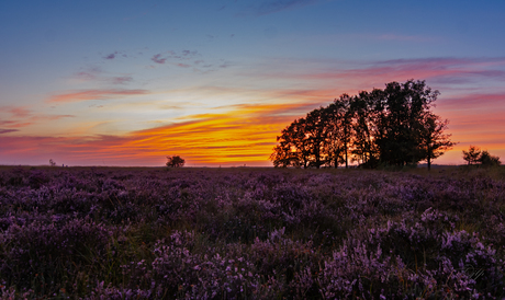 avond rood