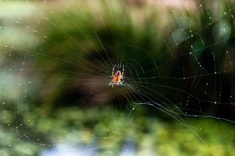 Close-up van spin in het web