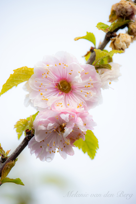 Prunus Triloba bloesem