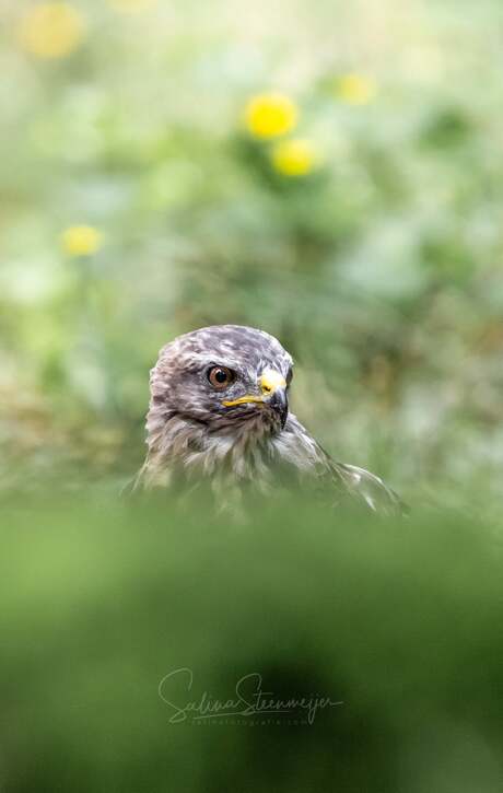Buzzard 
