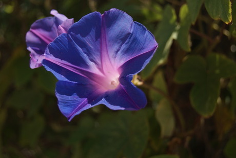 Een mooie blauwe bloem gemaakt in Zuid/Oost Spanje.