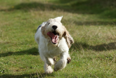 Majoor, onze grand basset