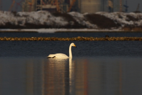 wilde zwaan