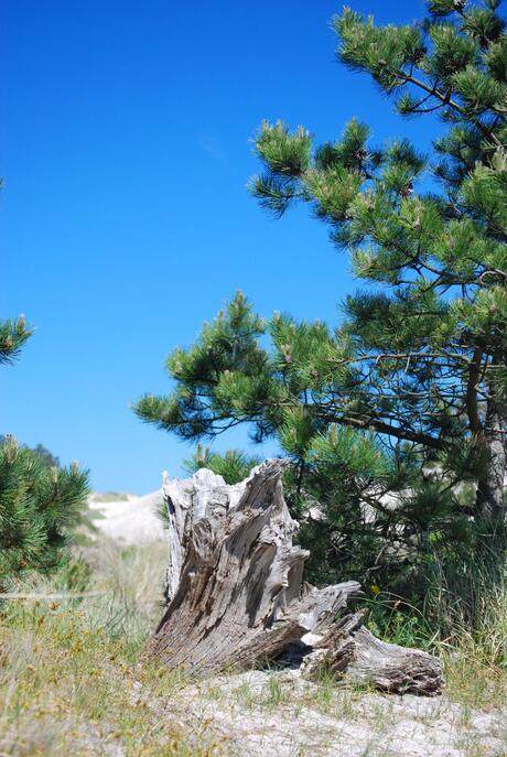 In de duinen