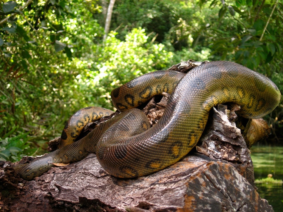 Anaconda - van wouter-2 - Dieren - Zoom.nl