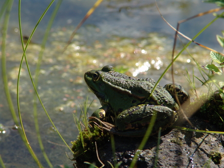 Groene kikker