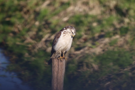 Buizerd