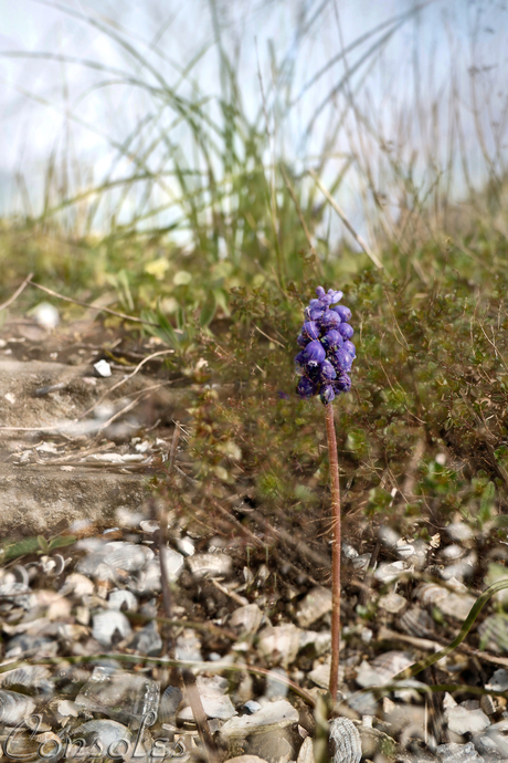 Muscari