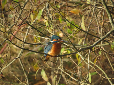 Ijsvogel 