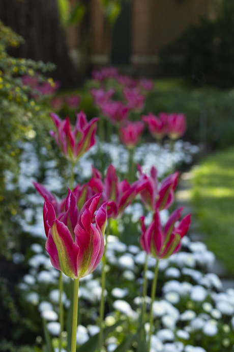 Tulpen