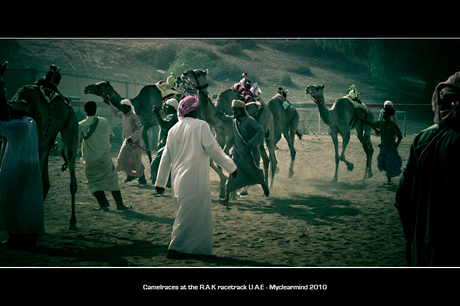 Camelraces at the Ras al Khaimah racetrack