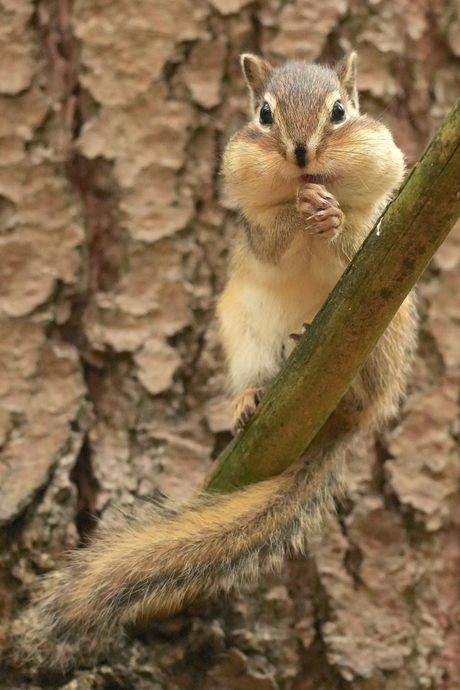 Grondeekhoorntjes maken zich op voor de winter