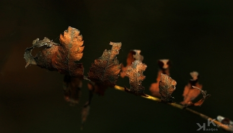 Herfsttak