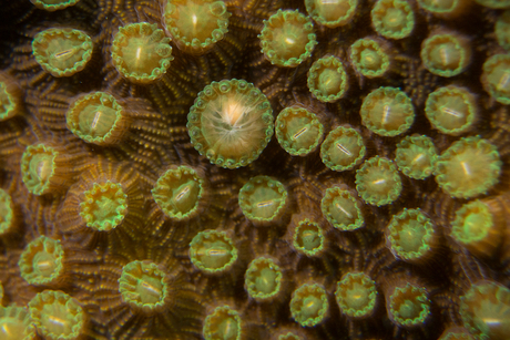 Coral spawning egg