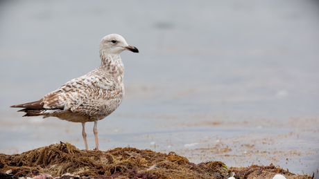 Juveniele zilvermeeuw bij het Grevelingenmeer
