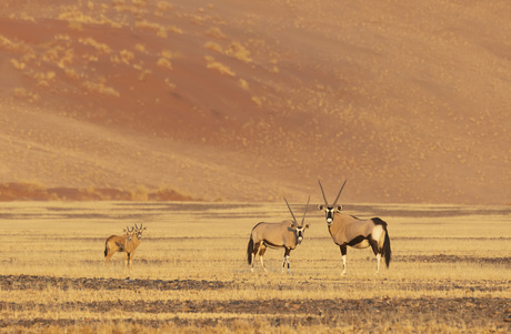 Oryx Familie